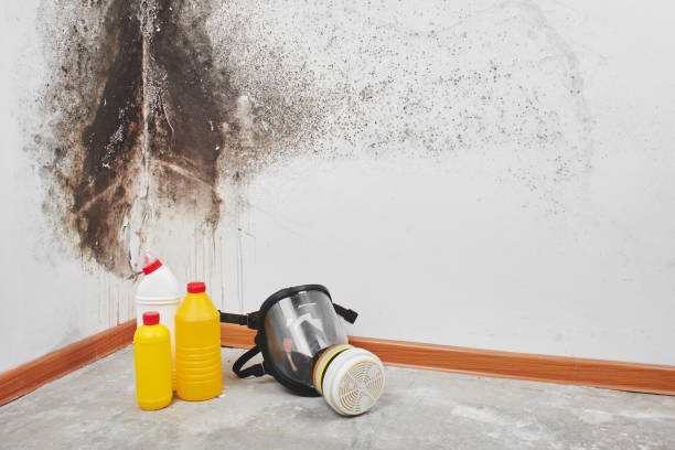 Best Local Mold Removal Service  in Iron River, MI