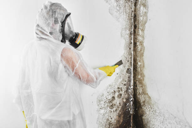 Best Office Mold Removal Services  in Iron River, MI