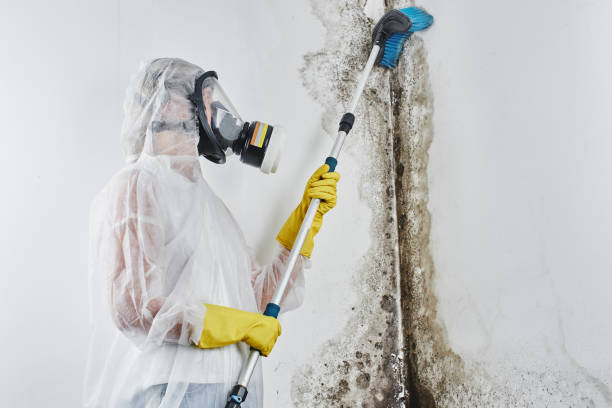 Best Mold Cleaning Services  in Iron River, MI