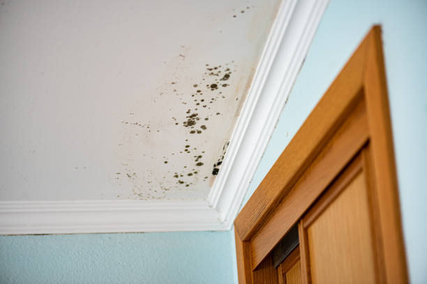 Professional Mold Removal in Iron River, MI