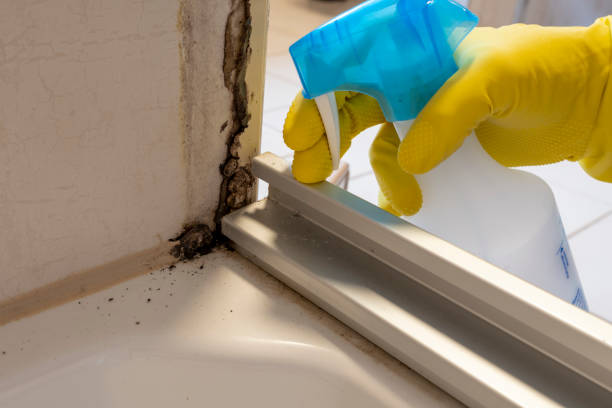 Best Attic Mold Removal  in Iron River, MI