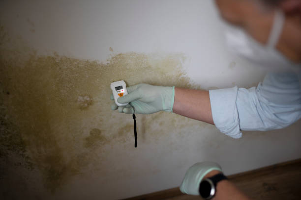Best Home Mold Removal  in Iron River, MI