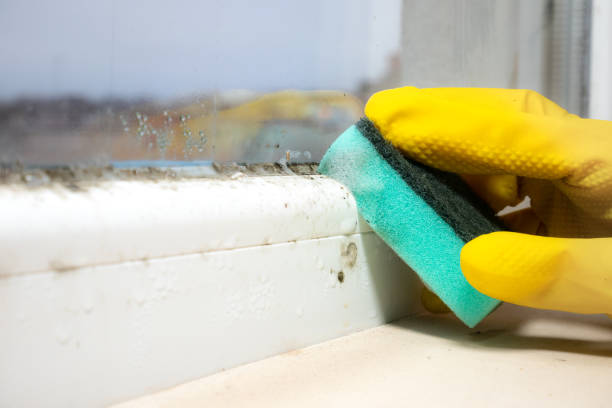 Best Office Mold Removal Services  in Iron River, MI