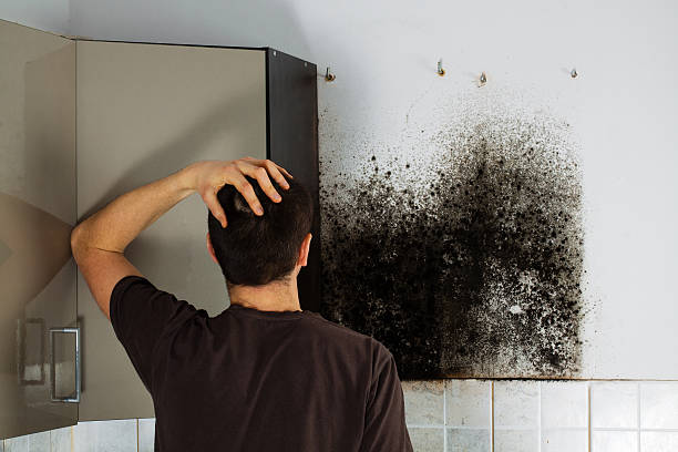 Best Mold Removal Near Me  in Iron River, MI