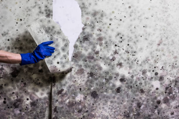 Best Certified Mold Removal  in Iron River, MI