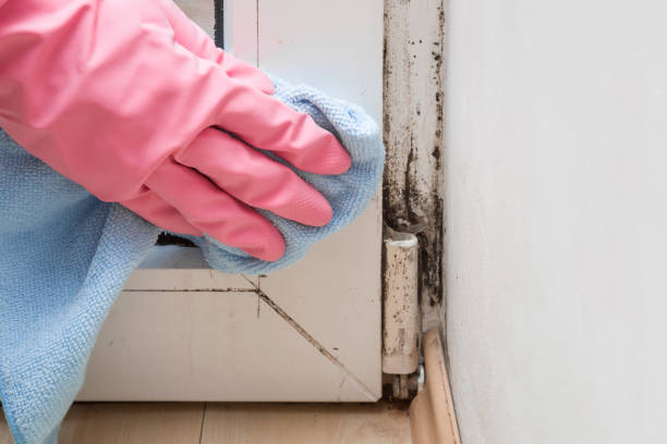 Certified Mold Removal in Iron River, MI