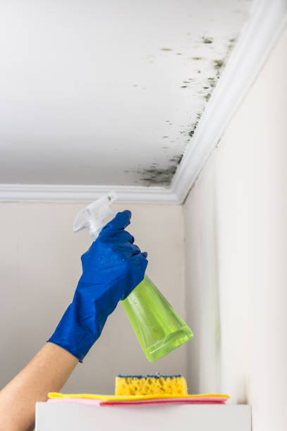 Best Affordable Mold Removal  in Iron River, MI