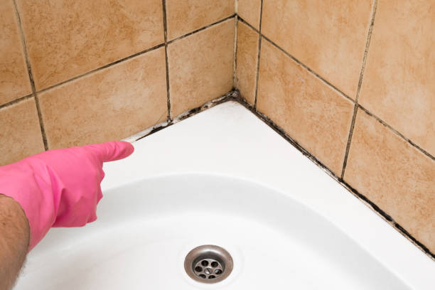 Best Commercial Mold Removal  in Iron River, MI